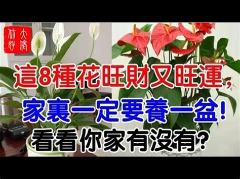 套房植物風水|風水師推薦：6種招財植物大公開